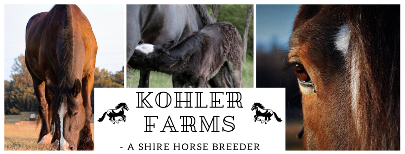 Kohler Farms-A Shire Horse Breeder